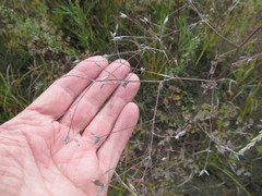 Thalictrum squarrosum