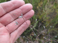 Thalictrum squarrosum