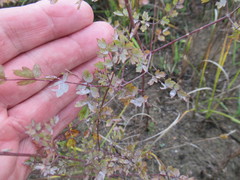 Thalictrum squarrosum