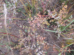 Thalictrum squarrosum