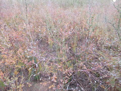 Thalictrum squarrosum