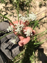 Limnosciadium pumilum