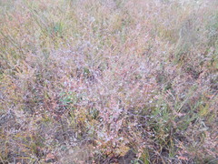 Thalictrum squarrosum