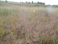 Thalictrum squarrosum