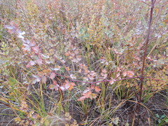 Thalictrum squarrosum