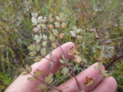 Thalictrum squarrosum
