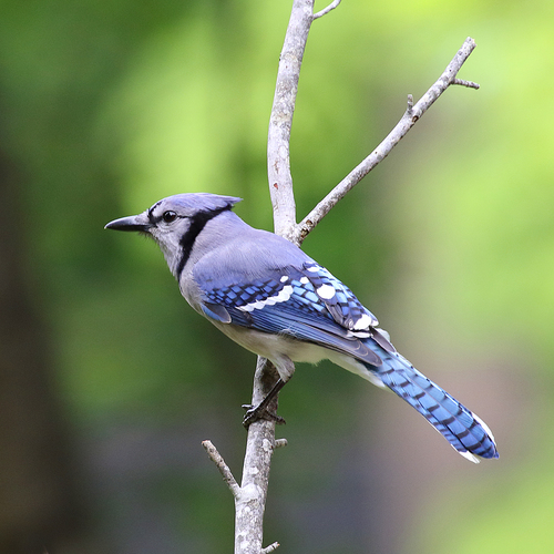 Blue Jay photographed in Georgia