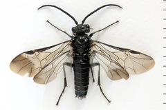 Dolerus harwoodi