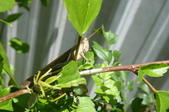 Stenocatantops splendens