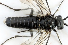 Dolerus harwoodi