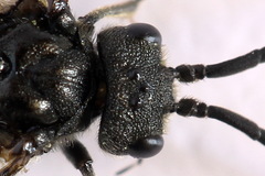 Dolerus harwoodi