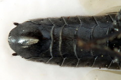 Dolerus harwoodi