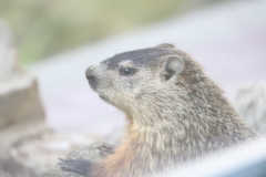 Marmota monax