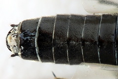 Dolerus harwoodi