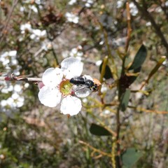 Hylaeus bituberculatus