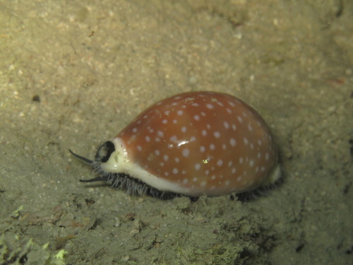 Cypraea camelopardalis observed 2017-05-05