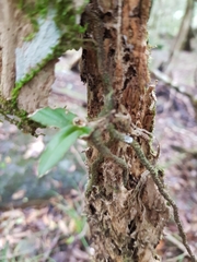 Rhinerrhiza divitiflora