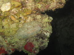 Aseraggodes macronasus