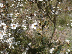 Hylaeus bituberculatus