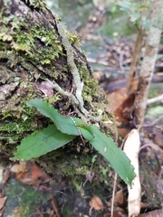 Rhinerrhiza divitiflora