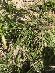 Limnosciadium pumilum