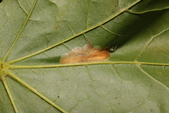Phyllonorycter joannisi