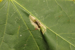 Phyllonorycter joannisi