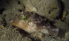 Canthigaster amboinensis