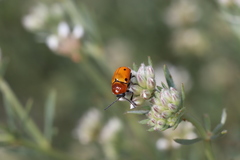 Cryptocephalus infirmior