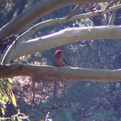 Platycercus elegans