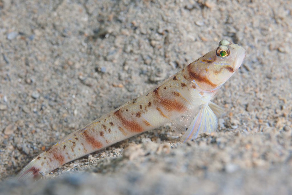 Thinbar Shrimpgoby