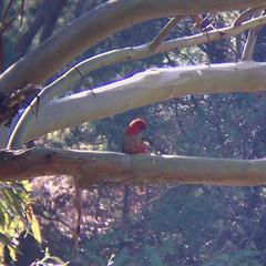 Platycercus elegans