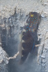 Cryptocentrus fasciatus