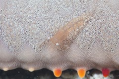 Zenopontonia noverca