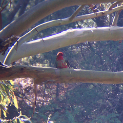 Platycercus elegans