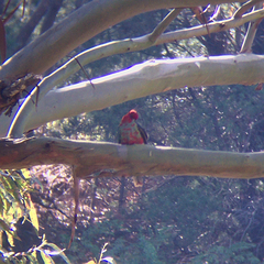 Platycercus elegans