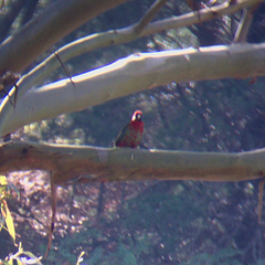 Platycercus elegans