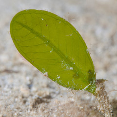 Halophila