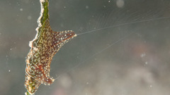 Coeloplana meteoris