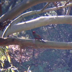 Platycercus elegans