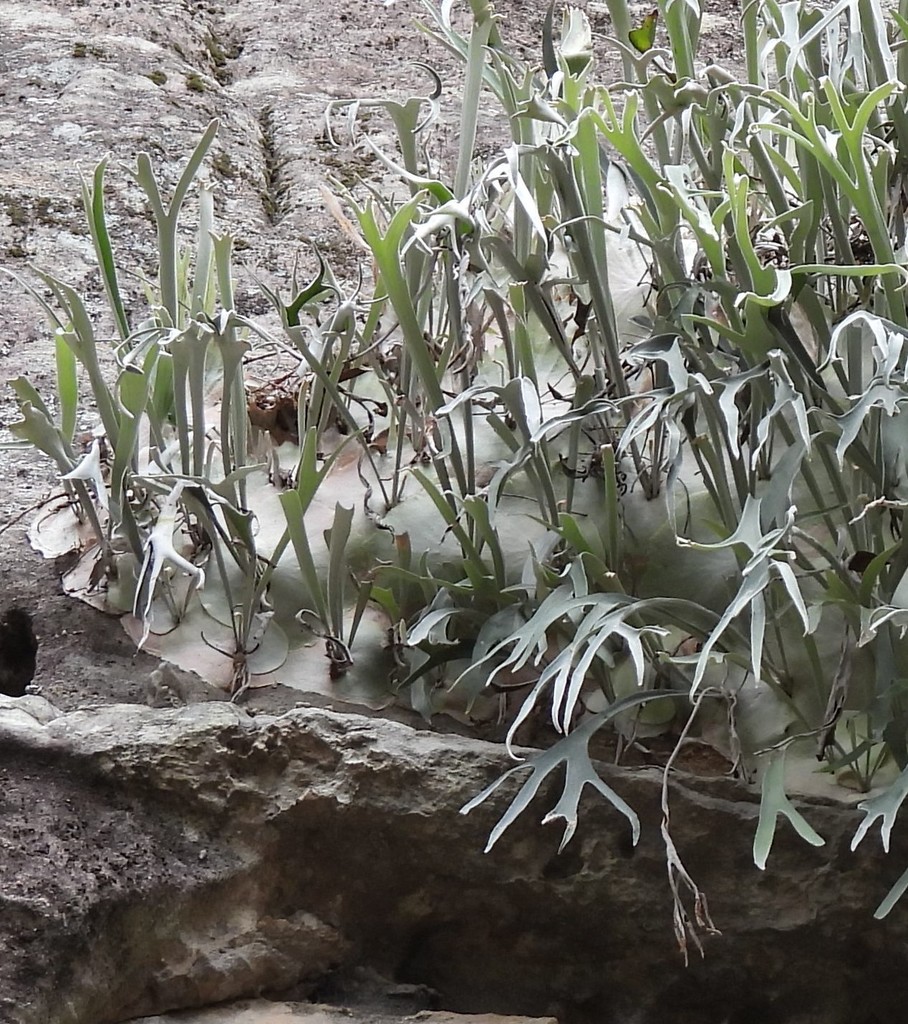 Silver staghorn fern growing on rock