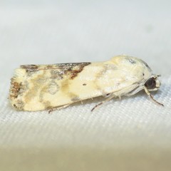 Ponometia libedis