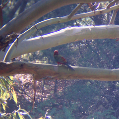 Platycercus elegans