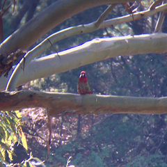 Platycercus elegans