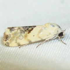 Ponometia libedis