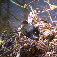 Porphyrio melanotus