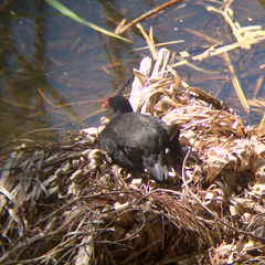 Porphyrio melanotus