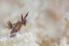 Polycera melanosticta