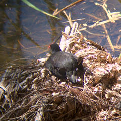 Porphyrio melanotus
