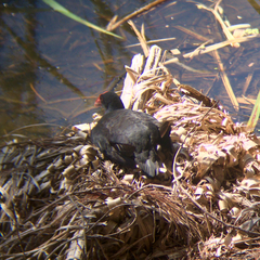 Porphyrio melanotus